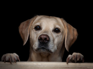 yellow labrador