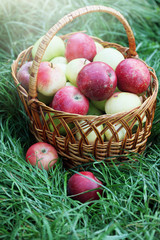 large basket of organic apples