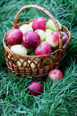 basket of organic apples