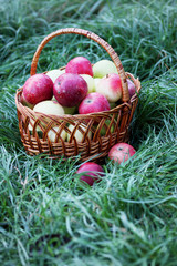 full basket on the grass