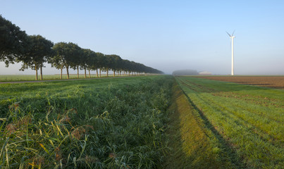 Trees along a road in autumn at sunrise