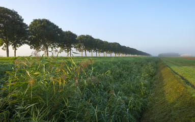 Trees along a road in autumn at sunrise