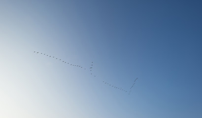 Geese flying in a clear sky at dawn