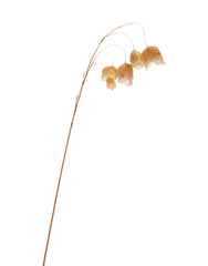 Briza, quaking grass