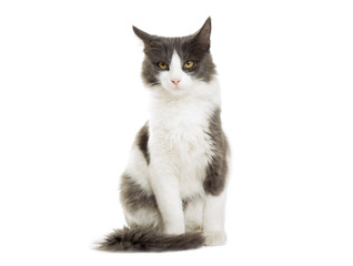 cat sitting on a white background