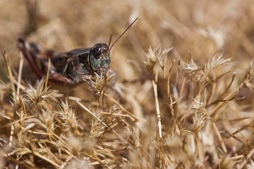 Grasshopper