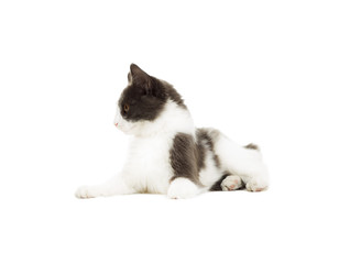 funny cat lying on white background isolated