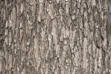 樹木の幹