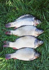 four carp on the grass