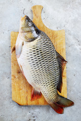 fish - carp
