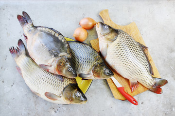 river  fish - carp,  top view