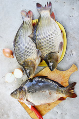 Big carp,  top view