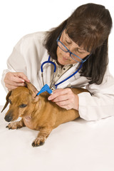 Veterinarian Examines Puppy’s Ear