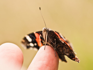 Ein Schmetterling auf dem Finger