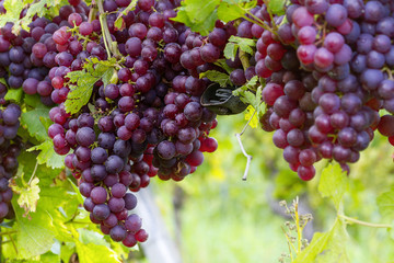 Trauben rot
