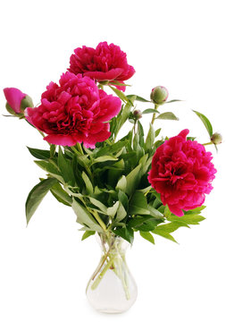 peonies in a vase isolated