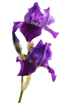 Purple Iris