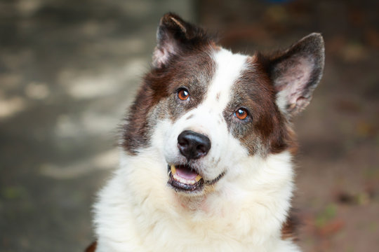 portrait Thai bangkaew dog