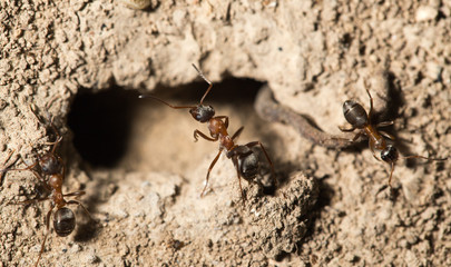ant in nature. macro