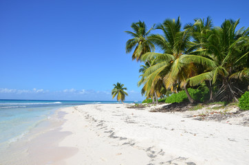 Palms on white beach