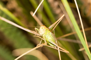 grasshopper in nature