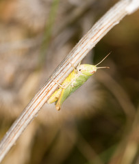 grasshopper in nature