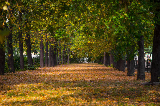 Fototapeta Picturecque autumn alley
