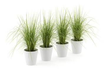four potted houseplants isolated on white background