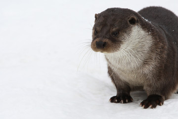 European river otter, in the snow