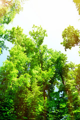 Beautiful trees in forest