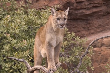 Puma