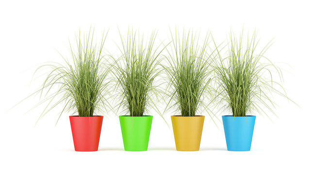 four houseplants in multycolor pots isolated on white background
