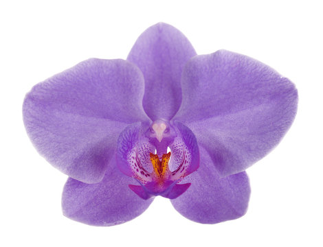 Purple Tropical Orchid Flower Isolated On White