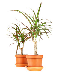 Beautiful flower in flowerpot, close-up