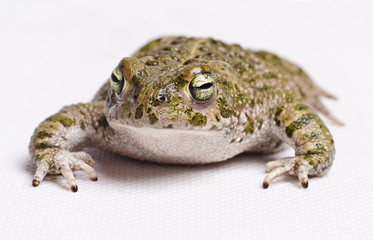 Runner toad