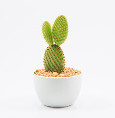 isolation cactus on white background