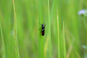 rice field and pest