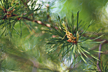Naklejka na ściany i meble pine needles branch