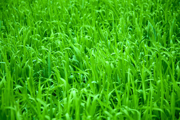 Grass Background