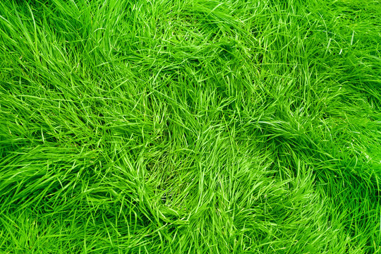 Playing Field Grass Background