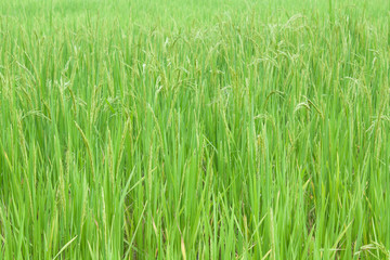 rice field