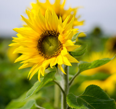Sonnenblume, ein sonniger Tag!