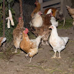 chicken on a farm
