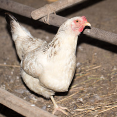 chicken on a farm