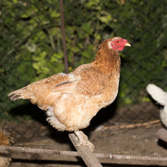 chicken on a farm