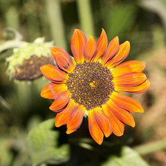 beautiful orange flower on nature