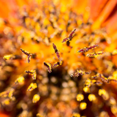 beautiful orange flower on nature
