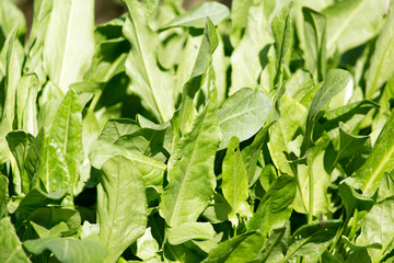 green leaves of sorrel in the background