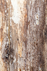 old wooden background