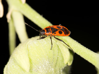 red beetle in nature. close-up